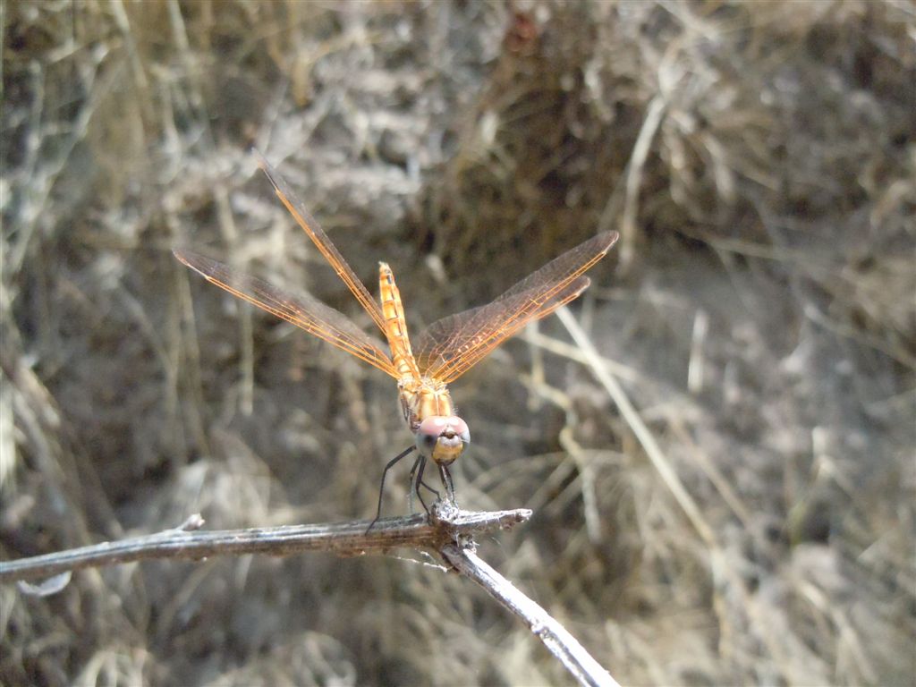 Sympetrum?